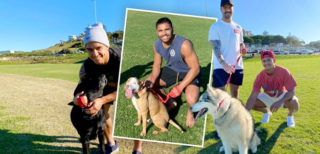 Warriors pound pavement with rescue dogs to stray away from apartments